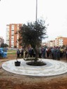 Primer árbol del nuevo Parque Moret (foto 17)