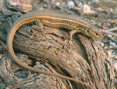 Lagartija-colilarga Lagartija-colilarga