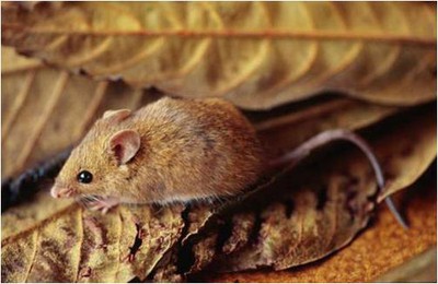 Ratón silvestre Ratón silvestre