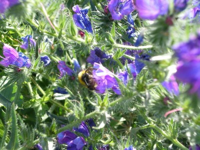 Campanilla morada